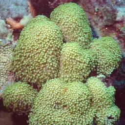 Anemone Coral, photo 7