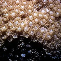 Anemone Coral, photo 8