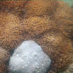 Anemone Coral, photo 9
