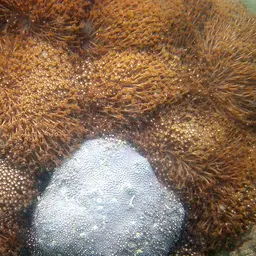 Anemone Coral, photo 10