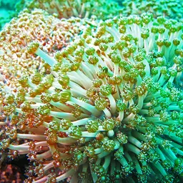 Anemone Coral, photo 11