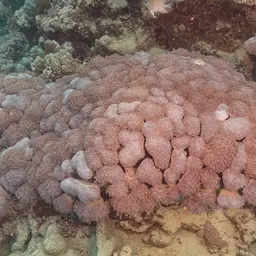 Anemone Coral, photo 12