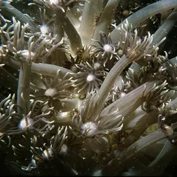 Anemone Coral, photo 2