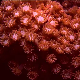 Anemone Coral, photo 3
