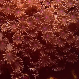Anemone Coral, photo 4