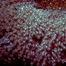 Anemone Coral, photo 5