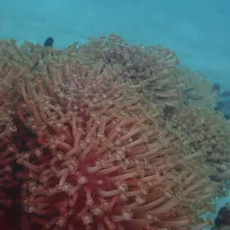 Anemone Coral, photo 6