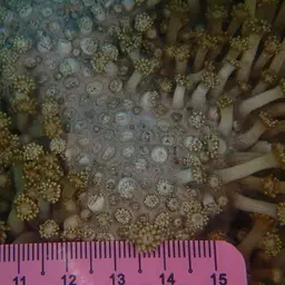 Anemone Coral, photo 7