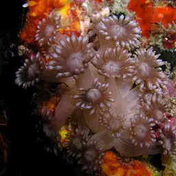 Anemone Coral