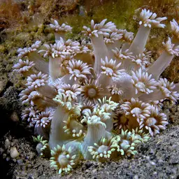 Anemone Coral, photo 8