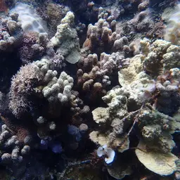 Anemone Coral, photo 2