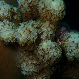 Anemone Coral, photo 3