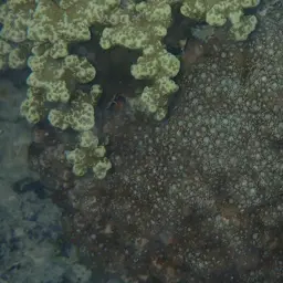 Anemone Coral, photo 4