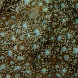 Anemone Coral, photo 5
