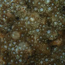 Anemone Coral, photo 6