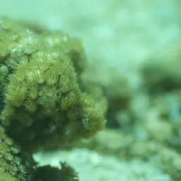 Anemone Coral, photo 7