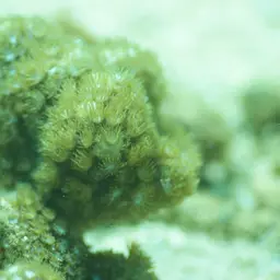 Anemone Coral, photo 8