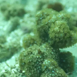 Anemone Coral, photo 9
