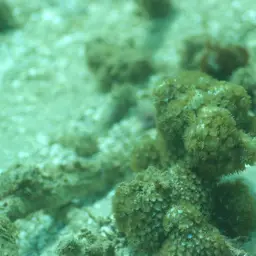 Anemone Coral, photo 10