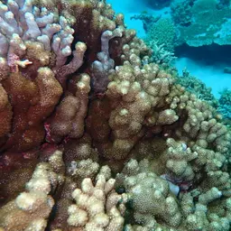 Anemone Coral, photo 11
