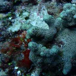 Anemone Coral, photo 12