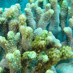 Anemone Coral