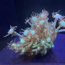 Flowerpot Coral, photo 1