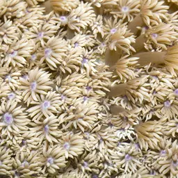 Flowerpot Coral, photo 2
