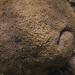 Flowerpot Coral, photo 3