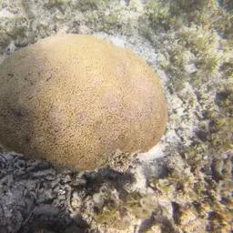 Flowerpot Coral, photo 4