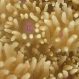Flowerpot Coral, photo 5