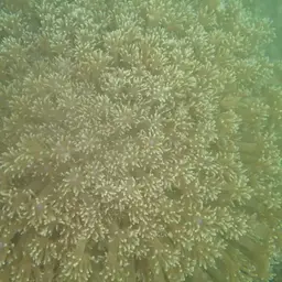 Flowerpot Coral, photo 6