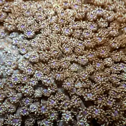 Flowerpot Coral, photo 7