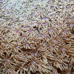 Flowerpot Coral, photo 8