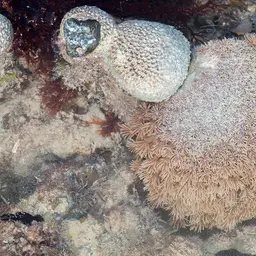 Flowerpot Coral, photo 9
