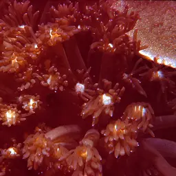 Flowerpot Coral, photo 10