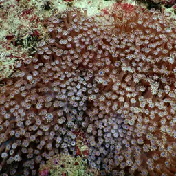 Flowerpot Coral, photo 11