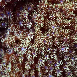 Flowerpot Coral, photo 12