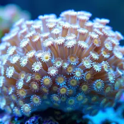Flowerpot Coral, photo 1