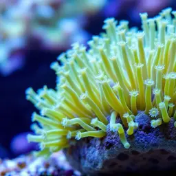 Flowerpot Coral, photo 2