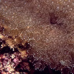 Anemone Coral