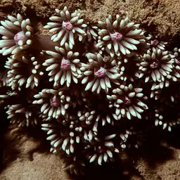 Anemone Coral, photo 2