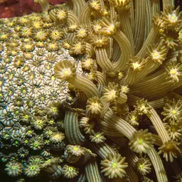 Anemone Coral, photo 3