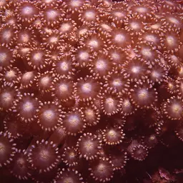 Anemone Coral