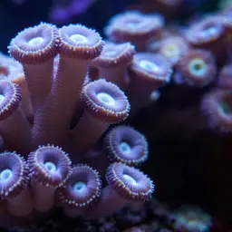 Anemone Coral, photo 2