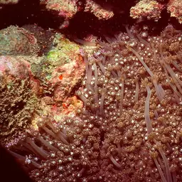 Anemone Coral, photo 2