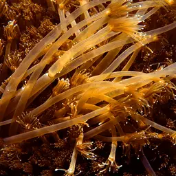 Anemone Coral