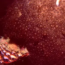 Anemone Coral