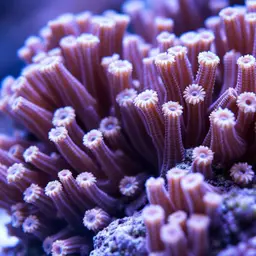 Anemone Coral