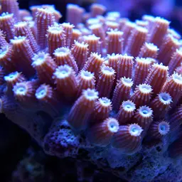 Anemone Coral, photo 2